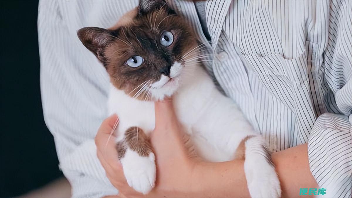 <font color='#ff7200'>吸猫</font>是啥意思是什么（为什么你家的猫咪不让你吸呢）