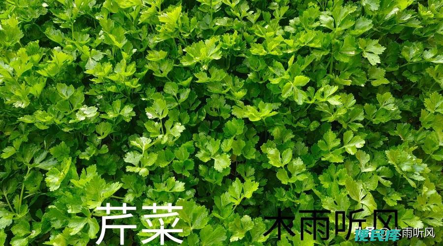芹菜什么时候种最合适（芹菜的种植技术和种植时间）