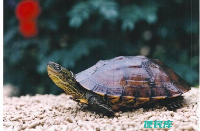 饲养草龟如何更加合理（草龟的养殖方式，介绍干养与水养的利弊）