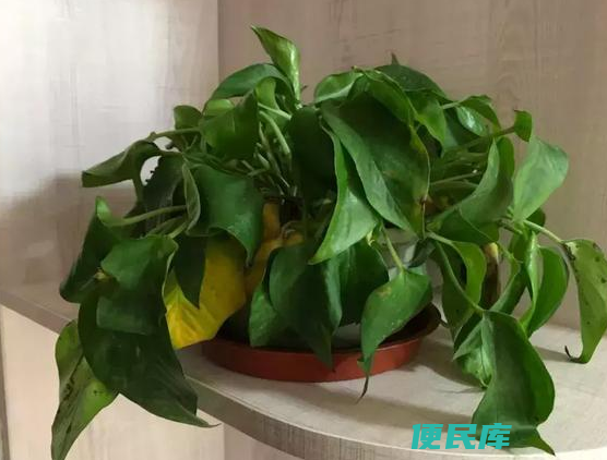 插花水里放盐还是糖（水培花保鲜放糖还是盐哪个效果更好）