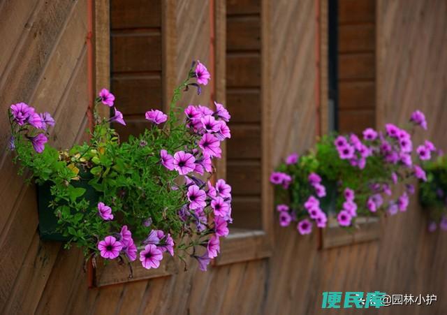 种花用什么土最好（推荐5种可以用来养花的万能土）