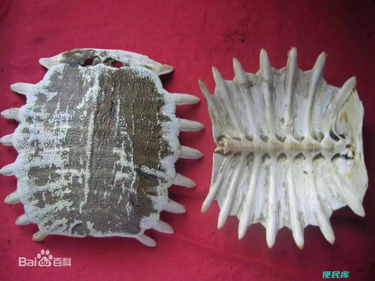 鳖甲的功效与作用是什么（探究鳖甲常用于哪些方面）