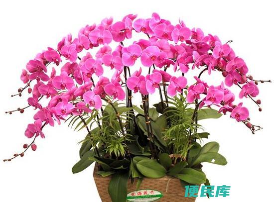 蝴蝶兰的花语和寓意（简述关于送蝴蝶兰代表什么意思）