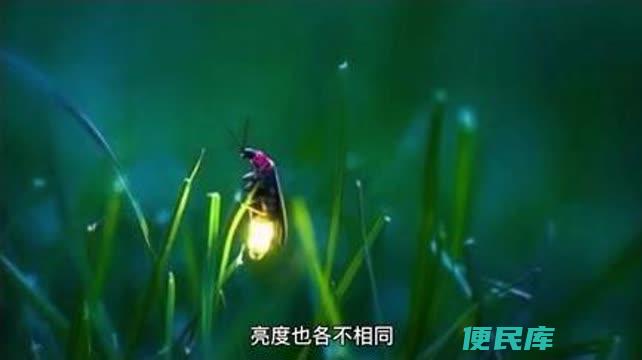 萤火虫发光的原理是什么（萤火虫的形态和特点）
