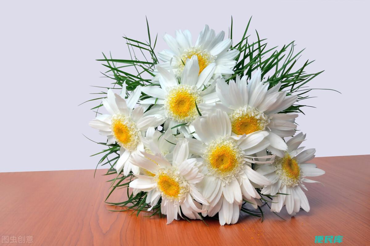 雏菊什么时候开花可以水养吗（水养雏菊的正确方法是什么）