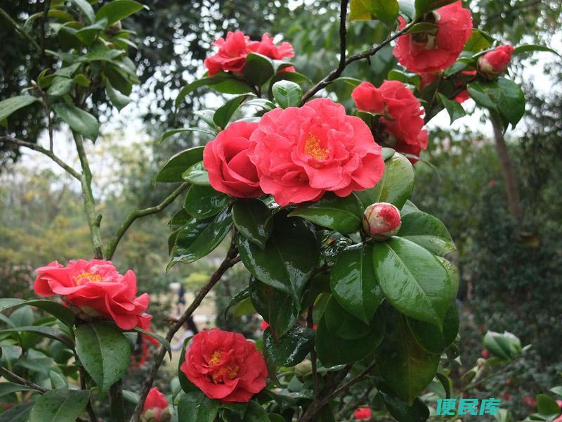 山茶花什么颜色（平时所见的山茶花都有哪些颜色）