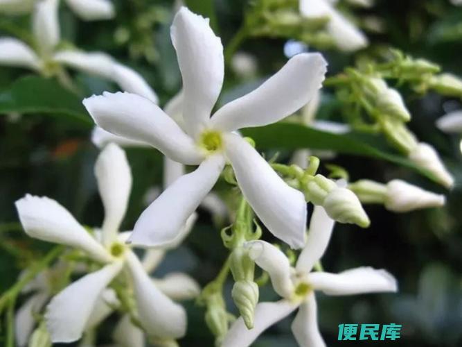 风车茉莉的不足之处（探讨风车茉莉的缺点）
