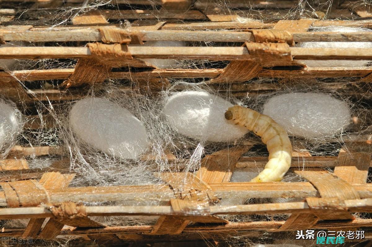 蚕吐丝怎么处理（养蚕吐丝后需要掌握的4个处理方法）