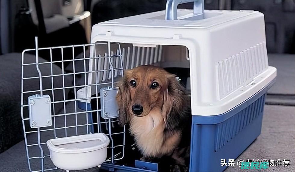宠物猫托运需要多少钱（12306宠物托运价格表）