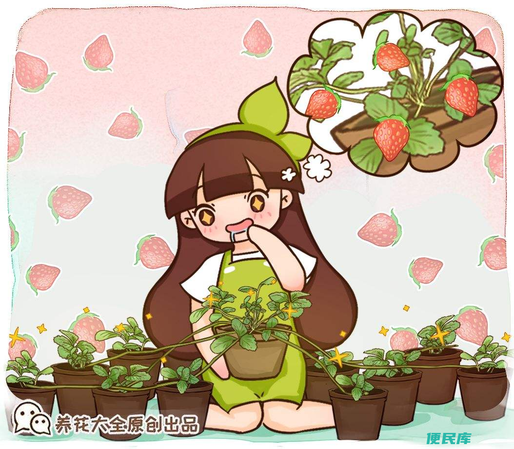 草莓如何种植方法与技术（在家里种植盆栽草莓的技巧）