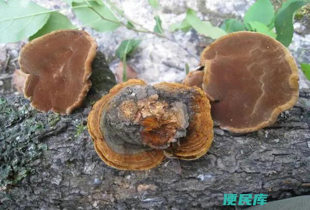 桑黄一斤的价格（有森林黄金之称的桑黄年份越久越值钱）