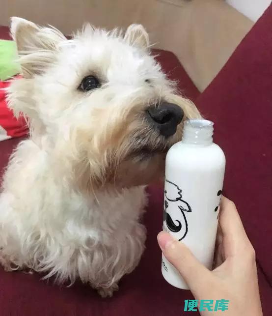 狗狗适合喝纯牛奶吗（探讨狗狗是否适合饮用纯牛奶）