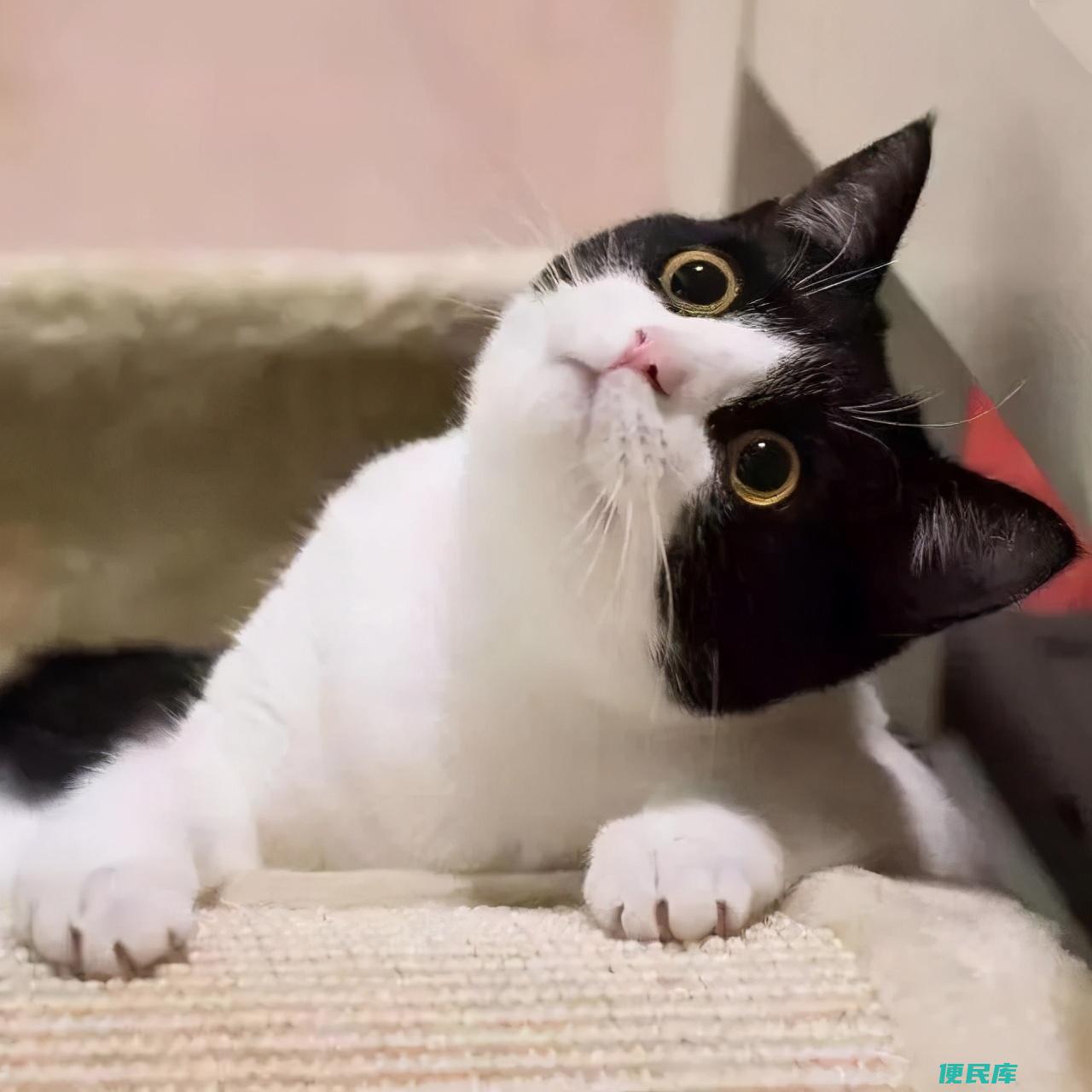 小猫咬人怎么教育（如何纠正猫咪爱咬人的坏习惯呢）