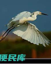 白鹭的保护等级和保护意义（白鹭的生态特点和野生动物保护）