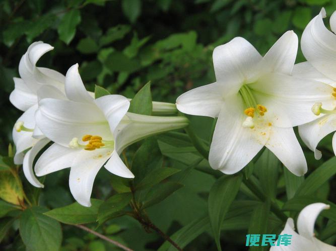<font color='#ff7200'>表白</font>应该送什么花（选择合适的<font color='#ff7200'>表白</font>花礼）