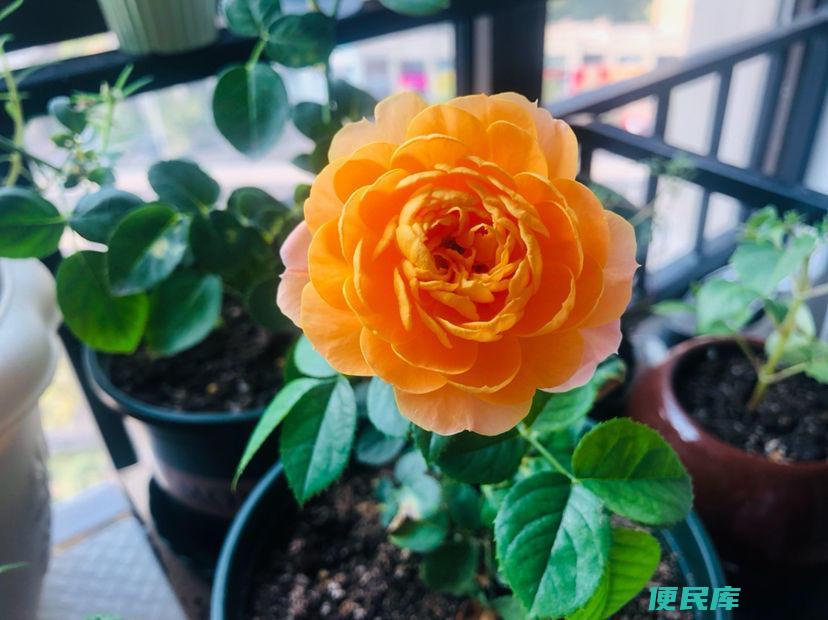 月季品种介绍大全（ 十大经典月季花品种图片介绍）