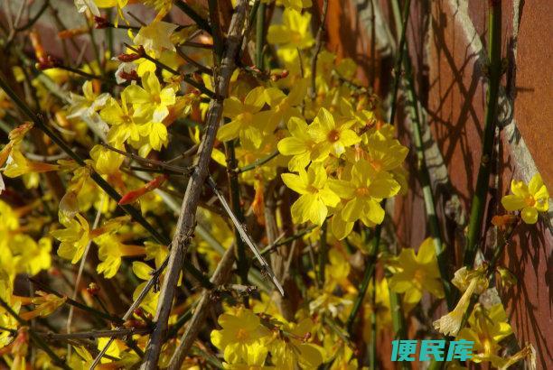 迎春花是什么颜色（迎春花的特点以及生长习性有哪些）