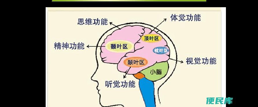 大脑的八个功能分区（介绍大脑分区的八个主要功能）