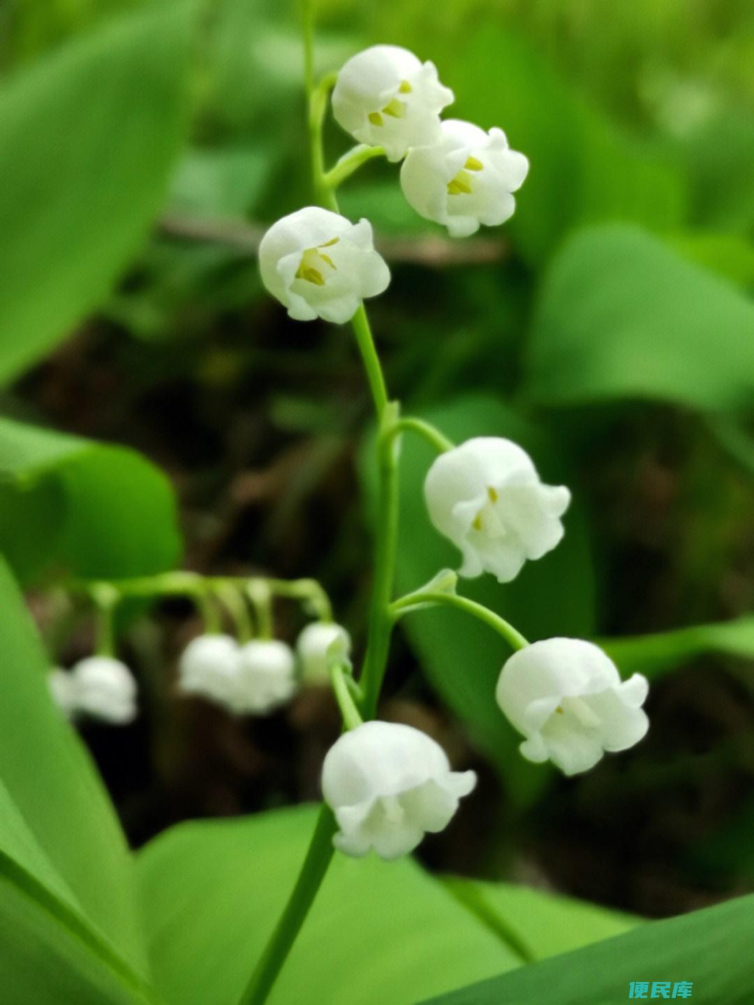 铃兰花的花语和象征（揭示铃兰花的花语和象征意义）
