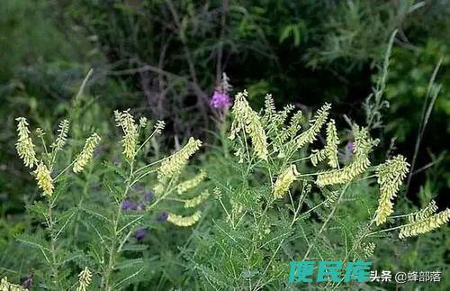 中药<font color='#ff7200'>黄芪</font>多少钱一斤（<font color='#ff7200'>黄芪</font>作为中医药用的价格与功效）