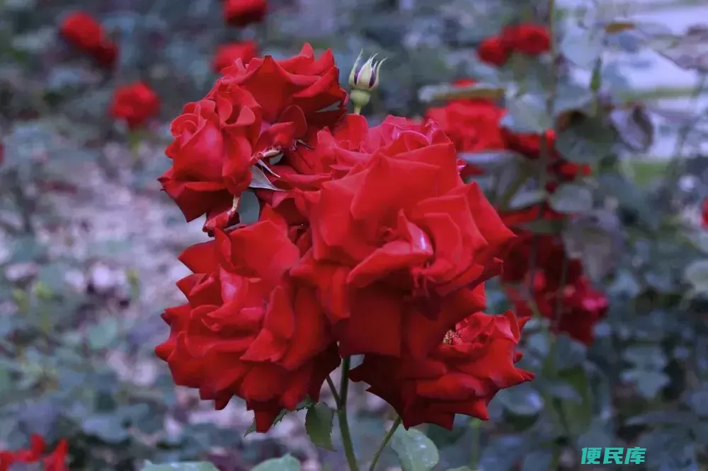 红色玫瑰花语含义是什么（不同颜色和数量的玫瑰花寓意）