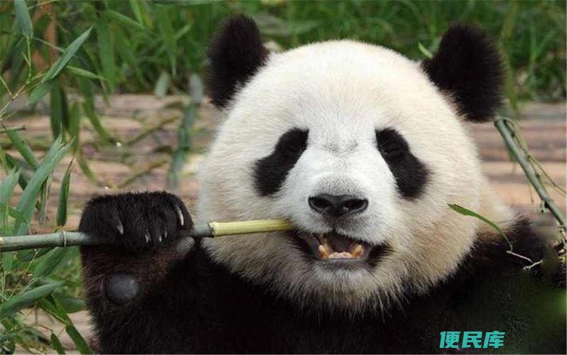 大熊猫的饮食习性（揭示大熊猫喜爱的食物种类）