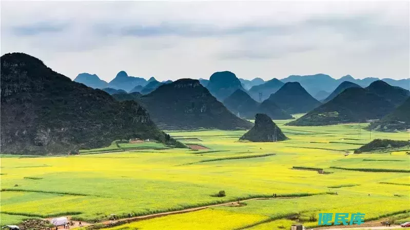 油菜花是什么季节开的（我国的油菜花从几月盛开到几月）