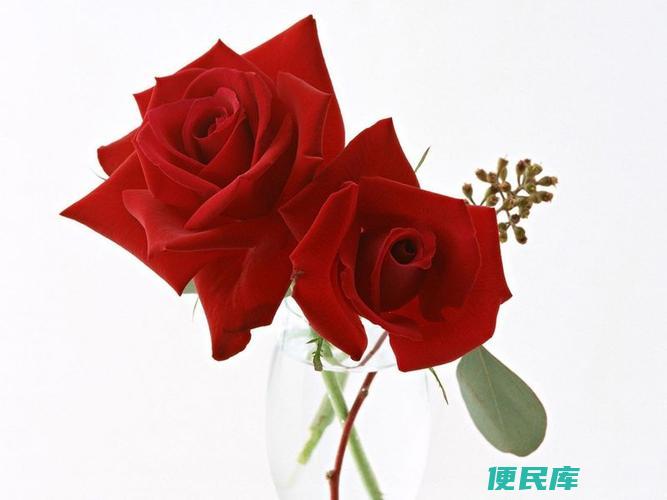 二朵玫瑰代表什么意思（赠送两朵玫瑰花的寓意是什么）