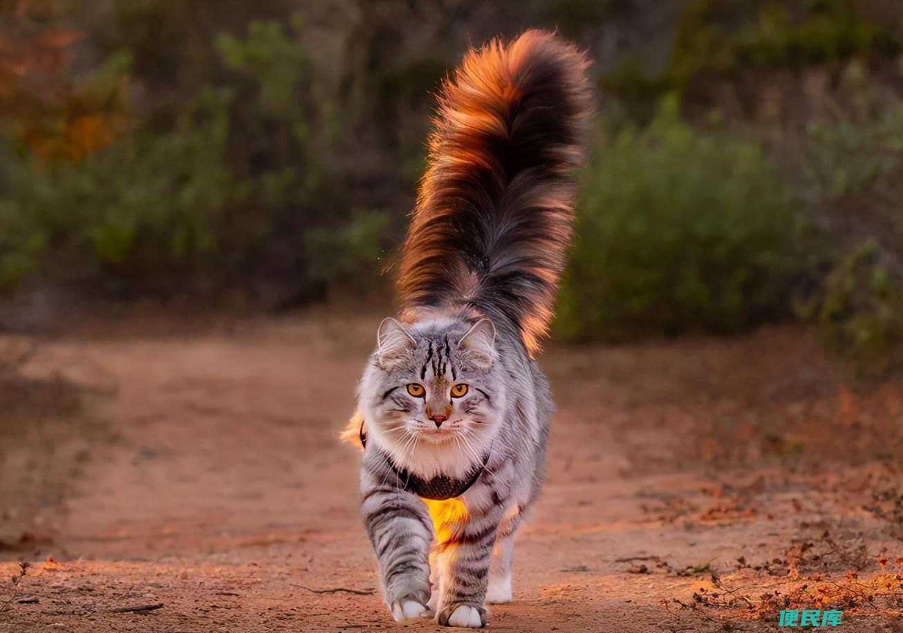 好看的猫咪品种有哪些（公认颜值较高的10种猫咪）