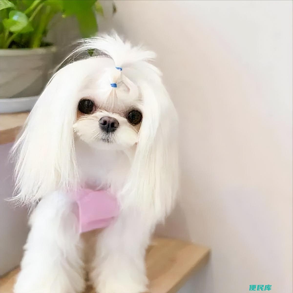 马尔济斯犬的缺点有哪些（为什么说马尔济斯犬不好养）