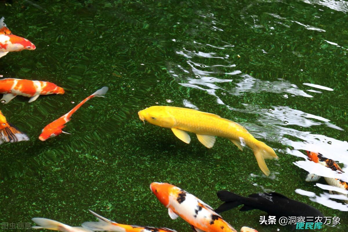 养鱼先养水的诀窍（好的水质是鱼生长的条件那么如何养水）
