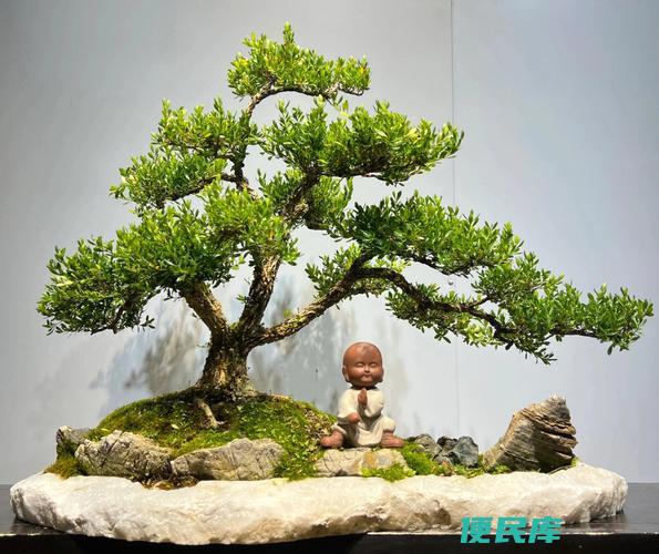 黄杨栽在庭院吉祥吗（评估在庭院种植黄杨的吉祥程度）