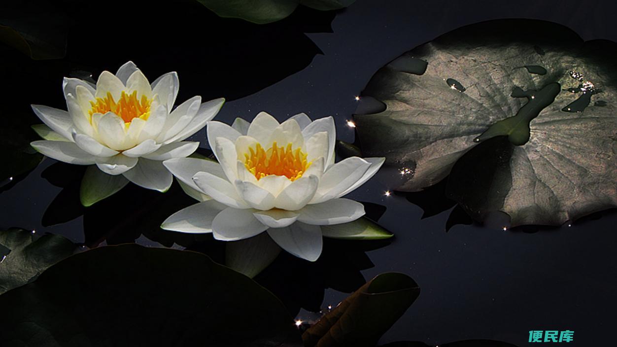 莲花和荷花是一种花吗（荷花与莲花之间有什么根本区别）