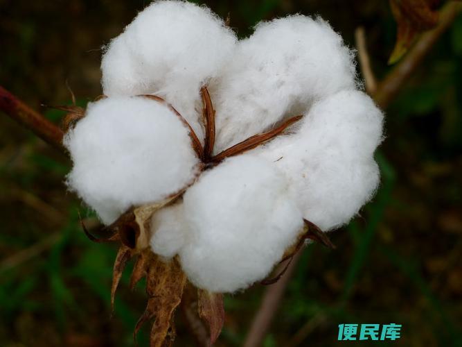 揭秘棉花的主要成分（棉花的主要成分）
