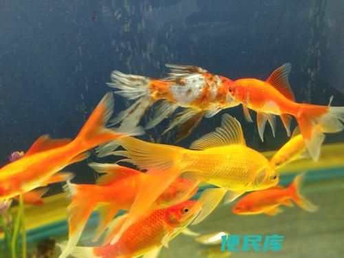 鱼缸里鱼为何频死（解释鱼缸中鱼频繁死亡的原因）