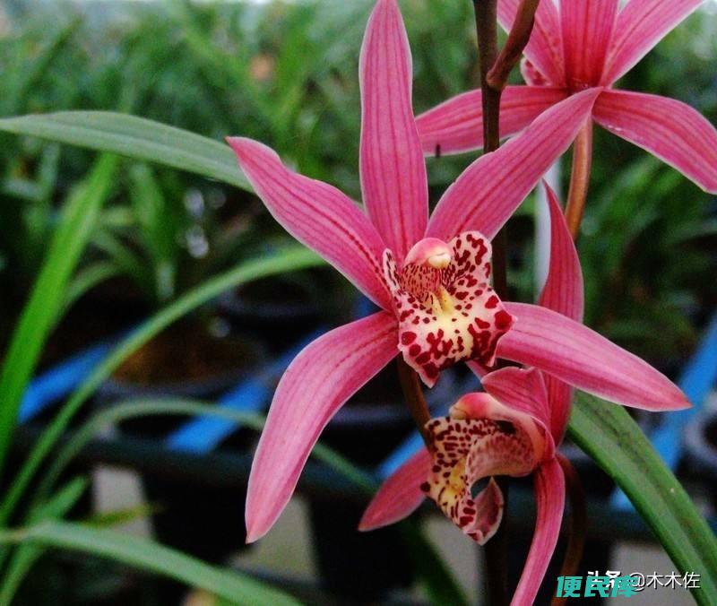形容兰花的词语有哪些（古代那些形容兰花的古诗词）