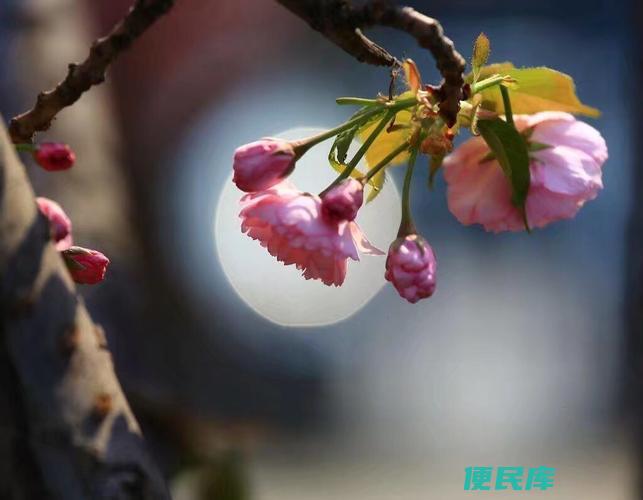 目至眰恦的含义（解释目至眰恦这个句子的意义和表达）