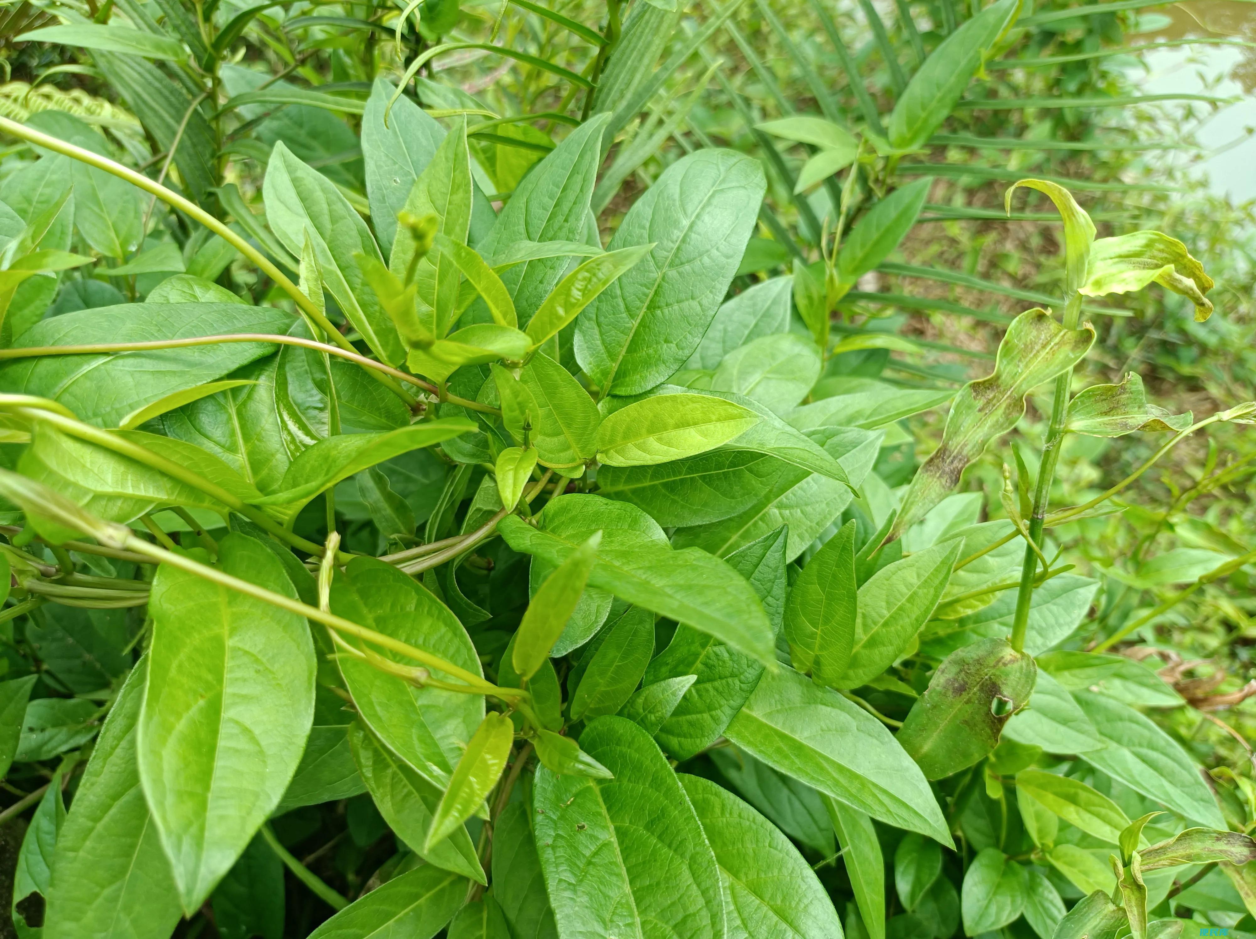 鸡屎藤的神奇功效有哪些（植物鸡屎藤的药用价值高吗）