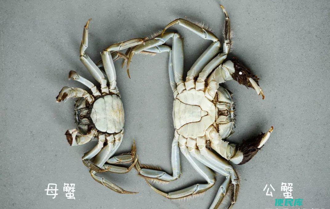 螃蟹公母怎么分（在市场上购买螃蟹时应该如何分辨雄雌）