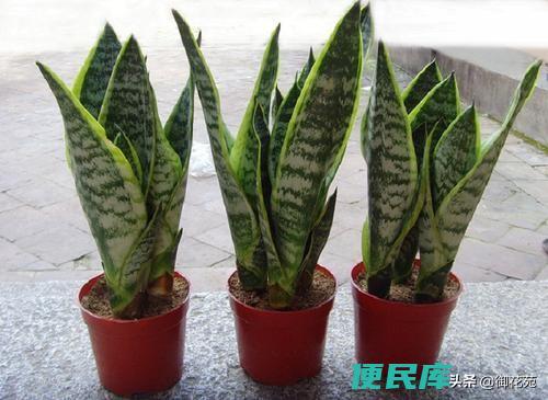 虎皮兰能除甲醛吗（虎皮兰等绿色植物真的能吸收甲醛吗）