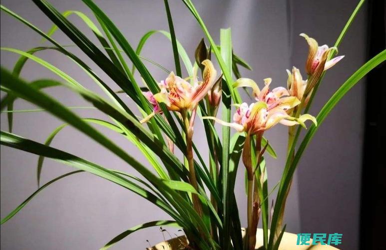 兰花开花预示着什么兆头（探讨兰花开花的吉祥兆头）