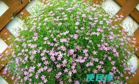 满天星种子种植指南（介绍满天星种子的种植方法）