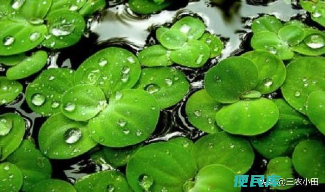 浮萍是什么植物类型（浮萍和李时珍之间有什么故事）