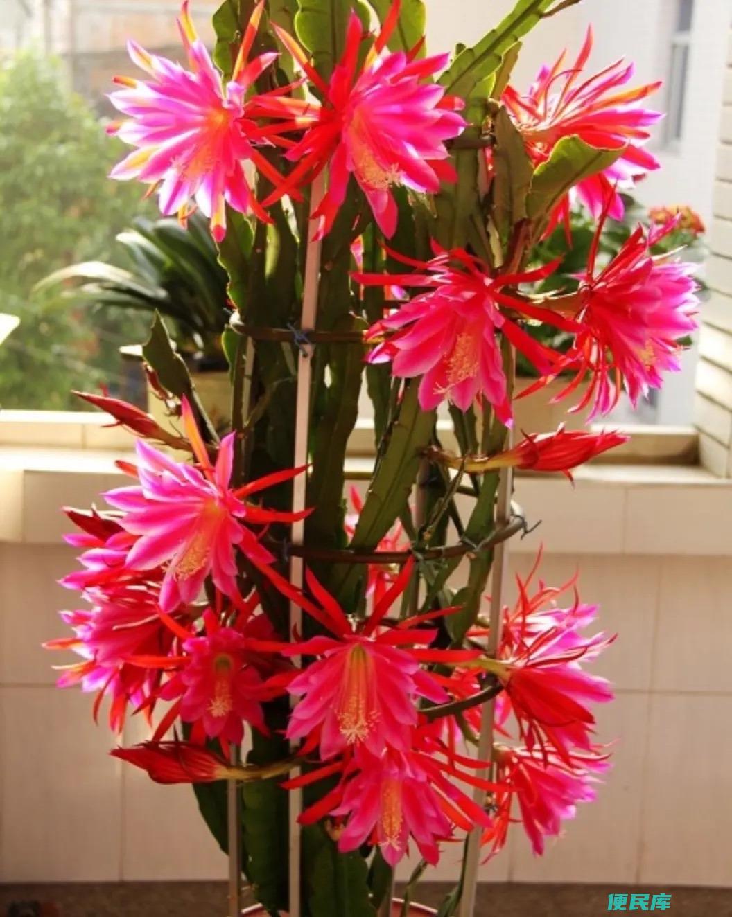 令箭荷花怎么养才开花（令箭荷花的管理养护和技巧）