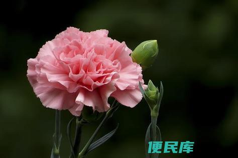 康乃馨的花语和寓意（探究康乃馨的含义和象征）
