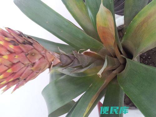鸿运当头叶子发黄焦边干枯（揭示鸿运当头植物叶子发黄焦边干枯的原因）
