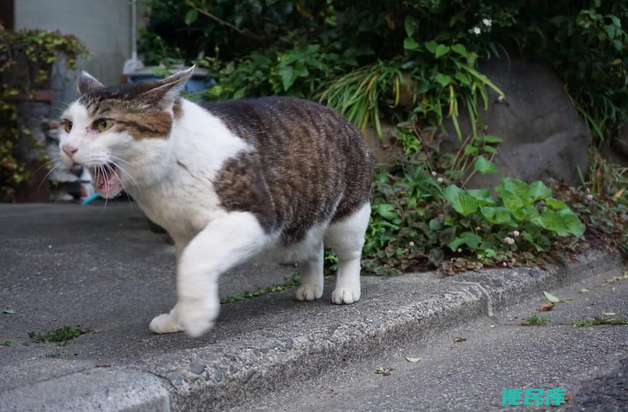 猫丢了怎么找回来（猫走丢后黄金寻找时间是几个小时）