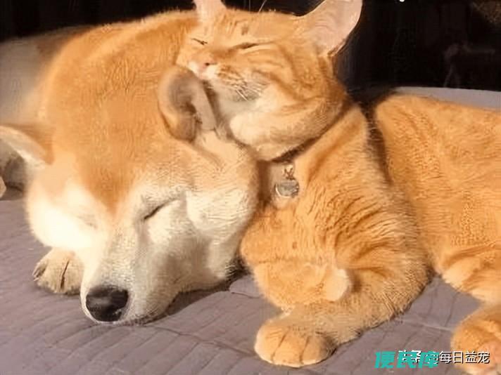 养狗和养猫哪个好（盘点养猫和养狗的区别到底有哪些）