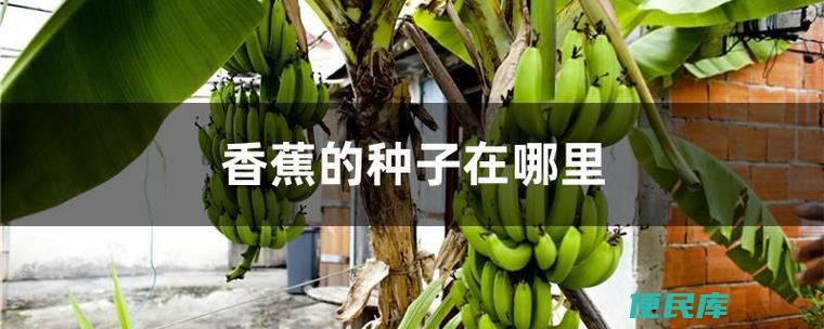 香蕉的种子在哪里（介绍香蕉的种子所在位置）