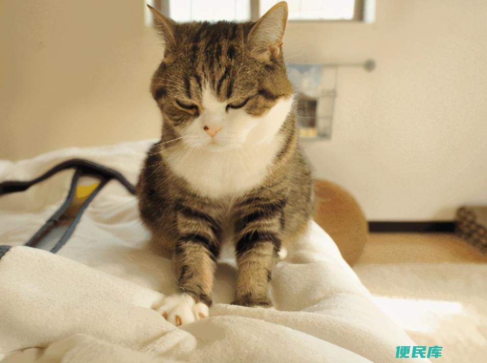 小猫为什么会踩奶（小猫咪有踩奶行为的原因有哪些）